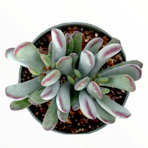 Cotyledon orbiculata 'Happy Young Lady' Succulent Live Plant - Image 2