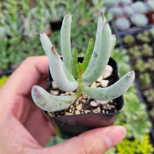 Cotyledon orbiculata 'Happy Young Lady' Succulent Live Plant - Image 4