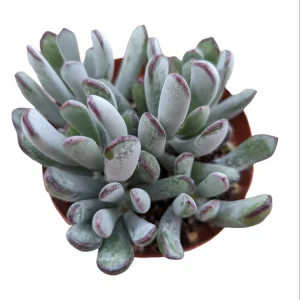 Cotyledon orbiculata 'Happy Young Lady' Succulent Live Plant - Image 5
