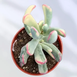 Cotyledon orbiculata Long Leaf Variegated Succulent Plant Live - Image 2