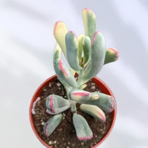 Cotyledon orbiculata Long Leaf Variegated Succulent Plant Live - Image 1