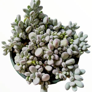Cotyledon orbiculata 'Ping Pong' Succulent Live Plant - Rare & Easy Care - Image 10