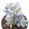 Cotyledon orbiculata 'Ping Pong' Succulent Live Plant - Rare & Easy Care - Image 1