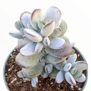 Cotyledon orbiculata 'Ping Pong' Succulent Live Plant - Rare & Easy Care - Image 1