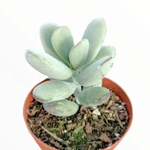 Cotyledon orbiculata 'Ping Pong' Succulent Live Plant - Rare & Easy Care - Image 5
