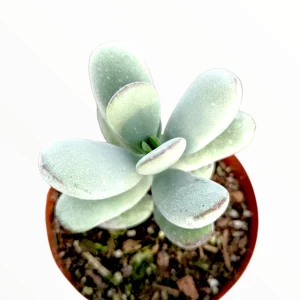 Cotyledon orbiculata 'Ping Pong' Succulent Live Plant - Rare & Easy Care - Image 6