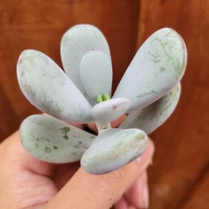 Cotyledon orbiculata 'Ping Pong' Succulent Live Plant - Rare & Easy Care - Image 8