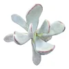 Cotyledon orbiculata 'Silver Peak' Succulent Plant - Easy Care Live Succulent - Image 1