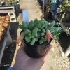 Cotyledon pendens Live Plant - Cliff Cotyledon Succulent in 2in or 4in Pot - Image 1
