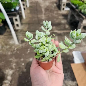 Cotyledon pendens Live Plant - Cliff Cotyledon Succulent in 2in or 4in Pot - Image 2