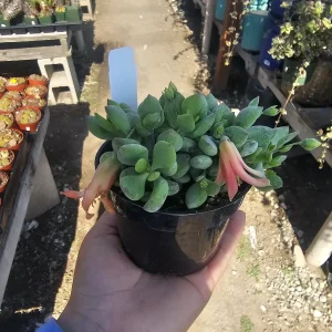 Cotyledon pendens Live Plant - Cliff Cotyledon Succulent in 2in or 4in Pot - Image 1