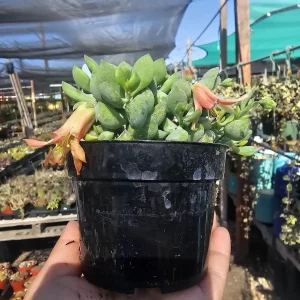 Cotyledon pendens Live Plant - Cliff Cotyledon Succulent in 2in or 4in Pot - Image 7