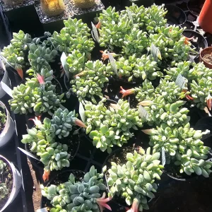 Cotyledon pendens Live Plant - Cliff Cotyledon Succulent in 2in or 4in Pot - Image 8
