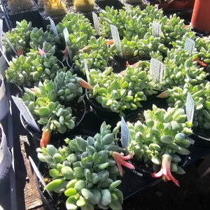 Cotyledon pendens Live Plant - Cliff Cotyledon Succulent in 2in or 4in Pot - Image 9
