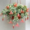 Cotyledon Pendens Live Plant – Trailing Succulent in 4 inch Pot – Indoor - Image 1