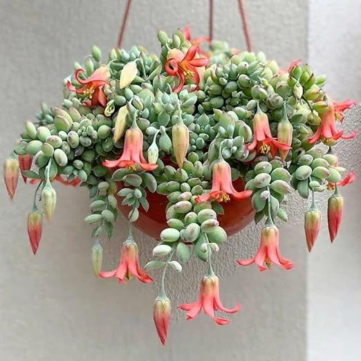 Cotyledon Pendens Live Plant – Trailing Succulent in 4 inch Pot – Indoor - Image 5