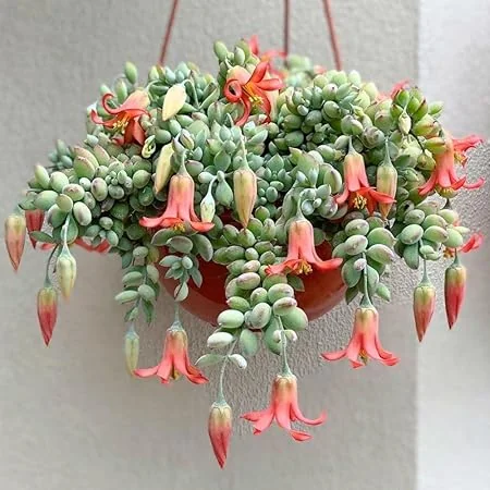 Cotyledon Pendens Live Plant – Trailing Succulent in 4 inch Pot – Indoor - Image 7