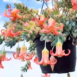 Cotyledon Pendens Live Succulent Plant – 2