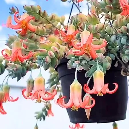 Cotyledon Pendens Live Succulent Plant – 2" Pot Trailing Houseplant - Image 5