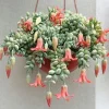 Cotyledon Pendens Seeds – 25 Rare Succulent Plant Seeds – Indoor/Outdoor - Image 1
