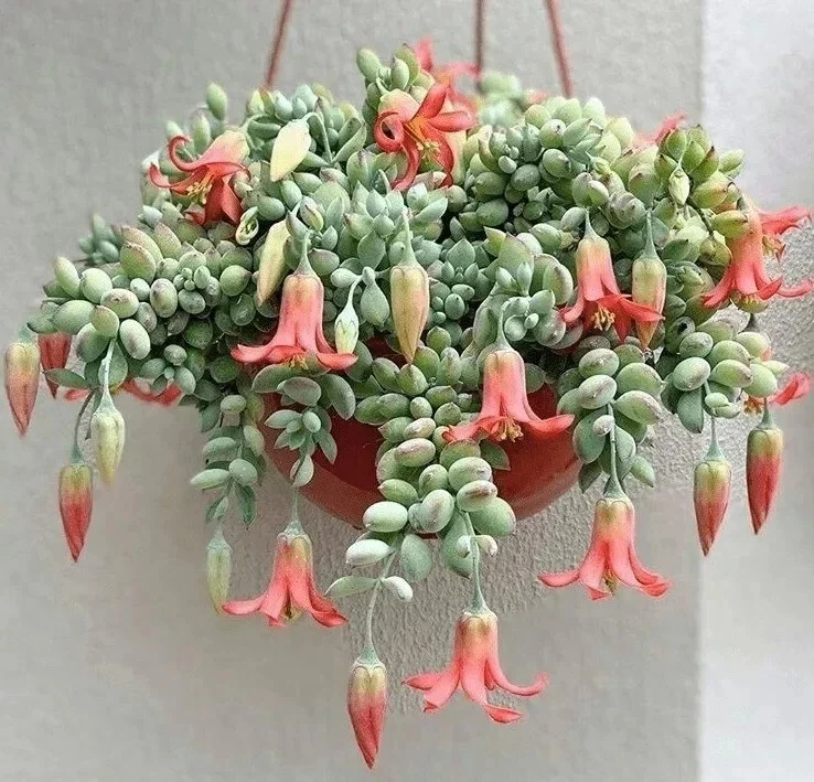 Cotyledon Pendens Seeds – 25 Rare Succulent Plant Seeds – Indoor/Outdoor - Image 1