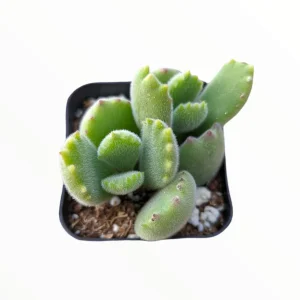 Cotyledon Tomentosa Bear's Paw Succulent Live Plant - Unique Indoor Houseplant - Image 5