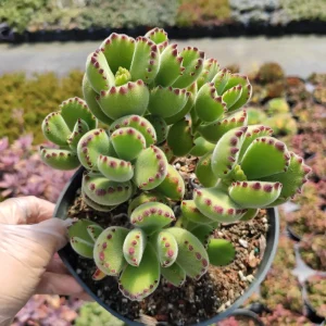Cotyledon Tomentosa Bear's Paw Succulent Live Plant - Unique Indoor Houseplant - Image 7
