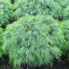 Cousin Itt Little River Wattle Acacia - Live Shrub - 6 inch Pot - 6" Tall - Image 1