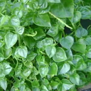 Crab Claw Seeds - 1000+ Peperomia Pellucida Seeds - Easy to Grow Vegetable - Image 1