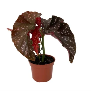Crackling Rosie Begonia Live Plant – 3.7