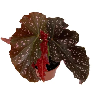 Crackling Rosie Begonia Live Plant – 3.7