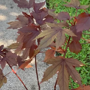 Cranberry Hibiscus Live Plant – Edible African Rose Mallow – Mature 4-inch Pot – Indoor/Outdoor - Image 4