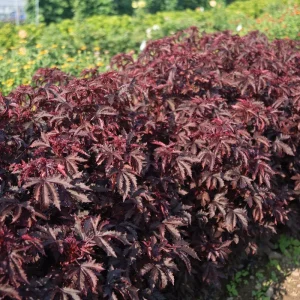Cranberry Hibiscus Live Plant - Mahogany Splendor, False Roselle - Image 2