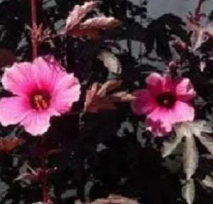 Cranberry Hibiscus Live Plant - Mahogany Splendor, False Roselle - Image 3