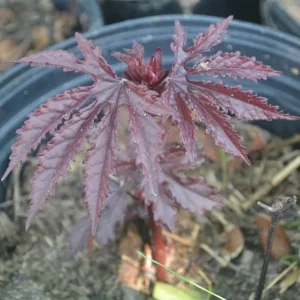 Cranberry Hibiscus Live Plant - Mahogany Splendor, False Roselle - Image 4