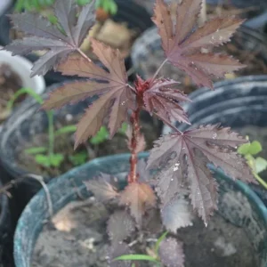 Cranberry Hibiscus Live Plant - Mahogany Splendor, False Roselle - Image 5