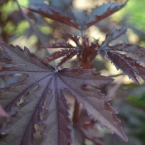Cranberry Hibiscus Live Plant - Mahogany Splendor, False Roselle - Image 6
