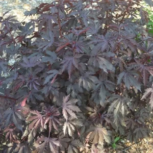 Cranberry Hibiscus Live Plant - Mahogany Splendor, False Roselle - Image 7