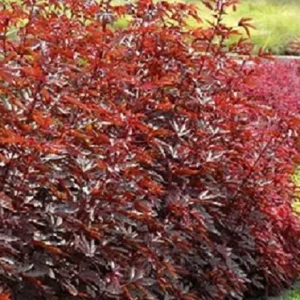 Cranberry Hibiscus Live Plant - Mahogany Splendor, False Roselle - Image 1