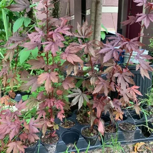 Cranberry Hibiscus Live Plant – Mature Plant in 4 inch Pot – Edible Leaves & Flowers - Image 2