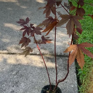 Cranberry Hibiscus Live Plant – Mature Plant in 4 inch Pot – Edible Leaves & Flowers - Image 3