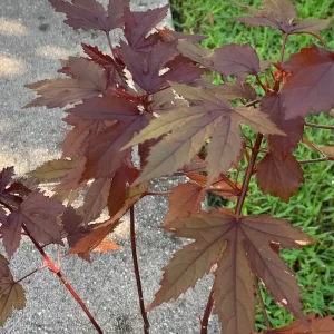 Cranberry Hibiscus Live Plant – Mature Plant in 4 inch Pot – Edible Leaves & Flowers - Image 4