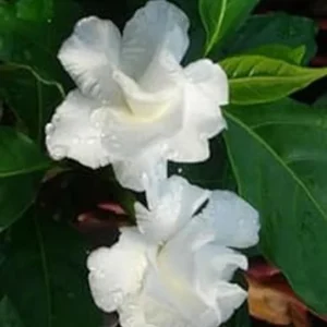 Crape Jasmine Live Plant - Half Gallon Pot, Outdoor Flowering Shrub - Image 2