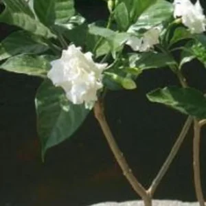 Crape Jasmine Live Plant - Half Gallon Pot, Outdoor Flowering Shrub - Image 3