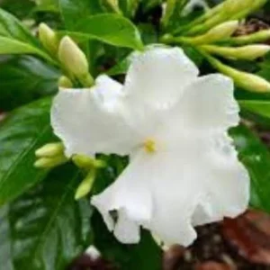 Crape Jasmine Live Plant - Half Gallon Pot, Outdoor Flowering Shrub - Image 1
