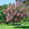 Crape Myrtle Bare Root Tree - 2 Pack - Outdoor Flowering Shrub - Image 1
