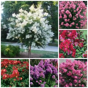 Crape Myrtle Bare Root Tree - 2 Pack - Outdoor Flowering Shrub - Image 2