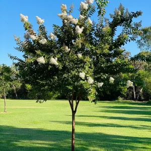 Crape Myrtle Bare Root Tree - 2 Pack - Outdoor Flowering Shrub - Image 4