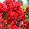 Crape Myrtle Cuttings - Fast Grow Rooting Plant - 7 Cuttings - Indoor/Outdoor Red - Image 1