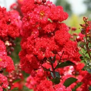 Crape Myrtle Cuttings - Fast Grow Rooting Plant - 7 Cuttings - Indoor/Outdoor Red - Image 1
